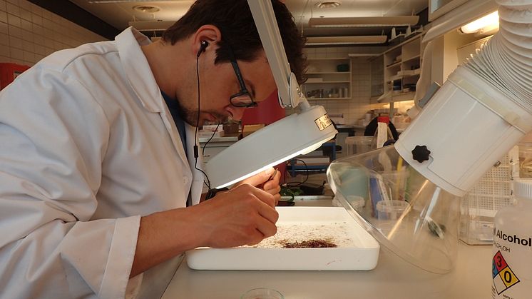 Forsker i laboratorium