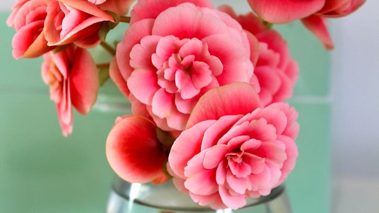 Vi gillar begonia