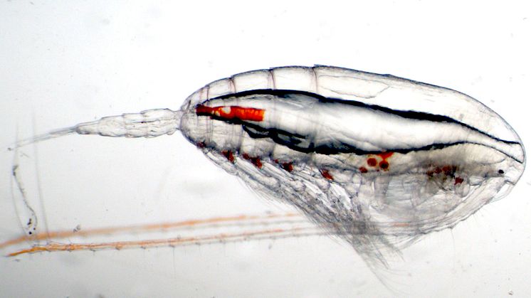 Föroreningar som skulle hamnat i luften släpps istället ut i havet med allvarliga konsekvenser på viktiga djurplankton.  Foto: Malin Daase, Norska Polarinstitutet.