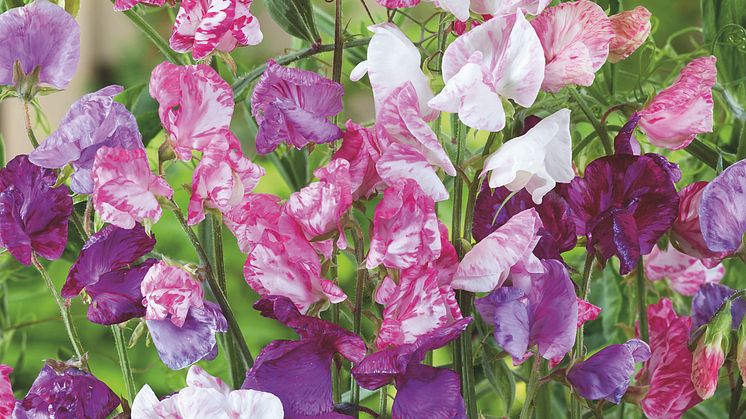 11. 'Matchmaker' Mix Blomsterlandet