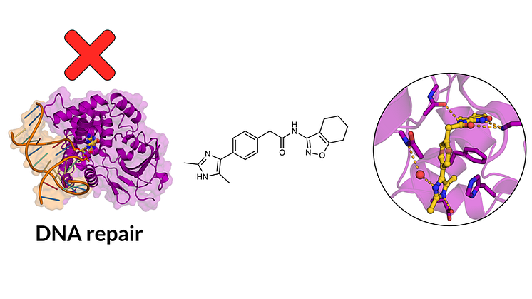 DNA repair.png