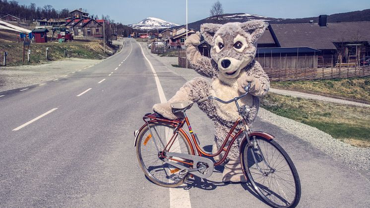 Fjällräven Mickelina kan dyka upp lite varstans i Ramundberget i sommar. 