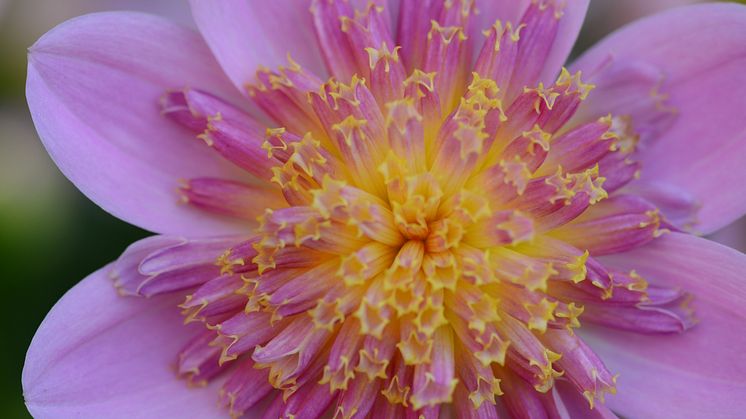 Årets Victoriadahlia 2025 - ’Starburst Pink’
- en Anemonblommig Sommardahlia som det påtagligt sprakar om.