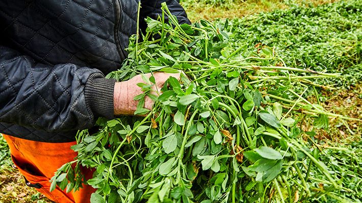Andelsselskaber går sammen om at producere klimaeffektivt protein