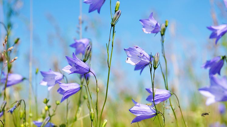 Foto på Sveriges nationalblomma: liten blåklocka. Foto: iStock.com/ITkach