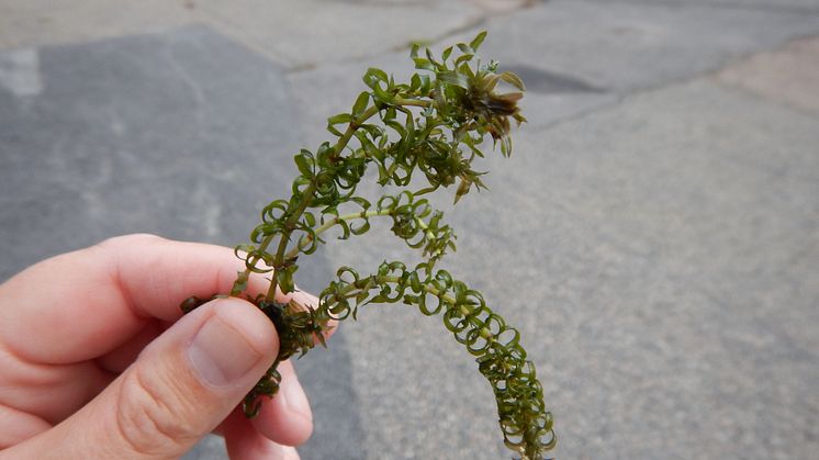 Smal vattenpest, på latin: Elodea nuttallii