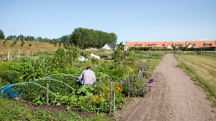 Vintrie – ett av Malmö stads 23 odlingsområden. Foto: Tomaz Lundstedt
