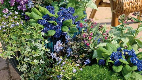 Månadens blomma april 2009 – Vårflirt och lyckliga Lotta  