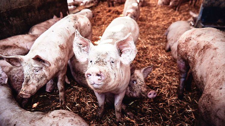 Die Schweinepreise steigen stetig - Verbraucher akzeptieren höhere Kosten für mehr Tierwohl. Foto: Forum Moderne Landwirtschaft