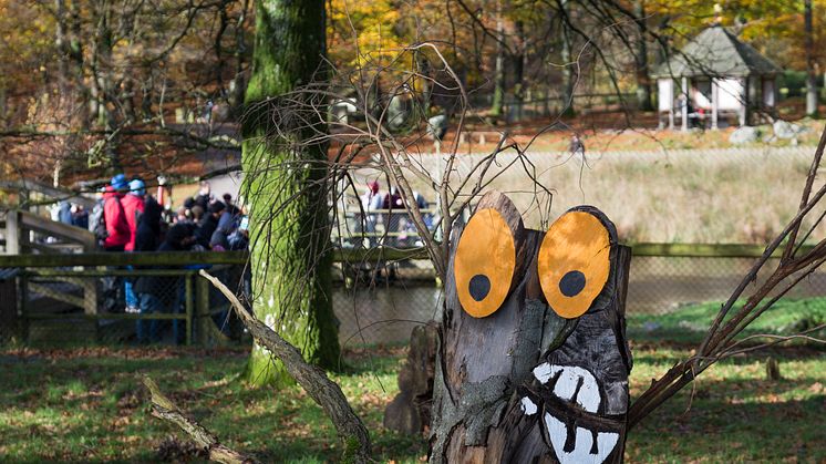 Under Höstfirandet i Skånes Djurpark kan barnen gå på trolljakt i djurparken. I år flyttar omkring femtio nya skogstroll in i parken, och det är barnens uppdrag att leta upp dem. På bild: ett av många skogstroll som gör entré under Höst i Djurparken.