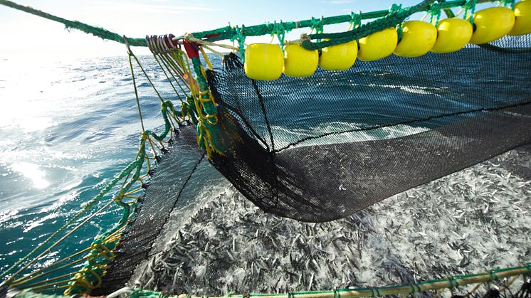 ​Økt eksport av pelagisk fisk i 2014
