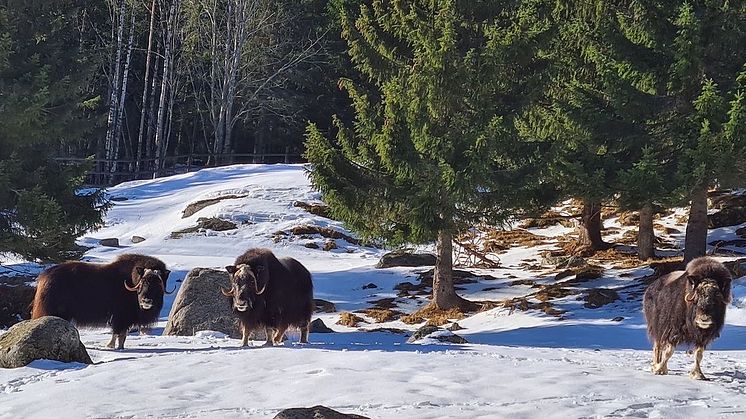 Vårvinter hos myskoxarna på Vildmarksparken Järvzoo