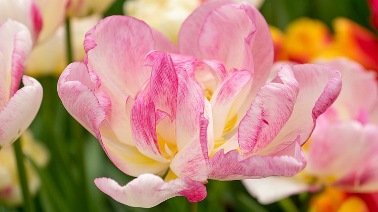 Tulipa Double Shake