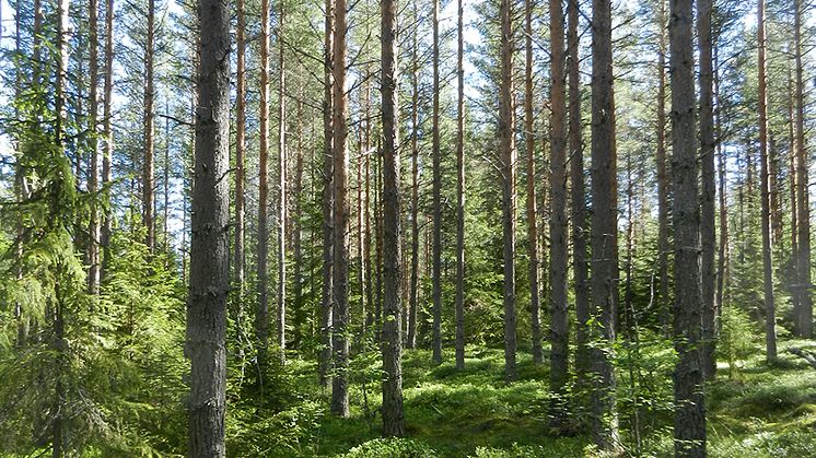 Tallskog i Norrliden. Foto: Peter Högberg