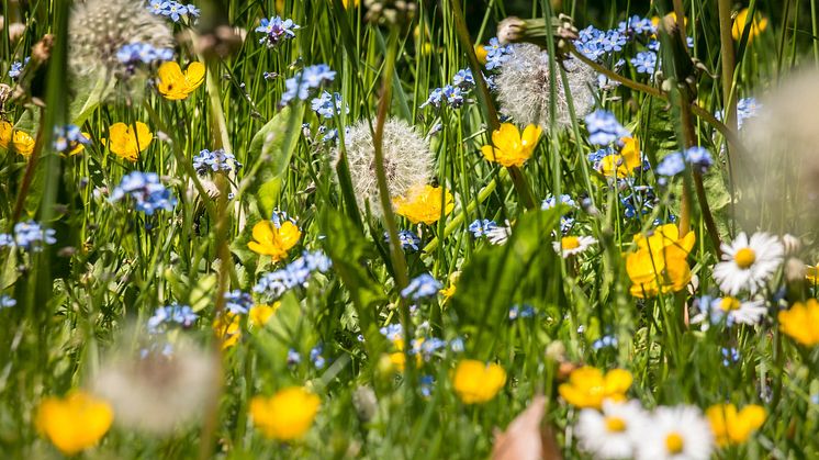 Bild på blomsteräng