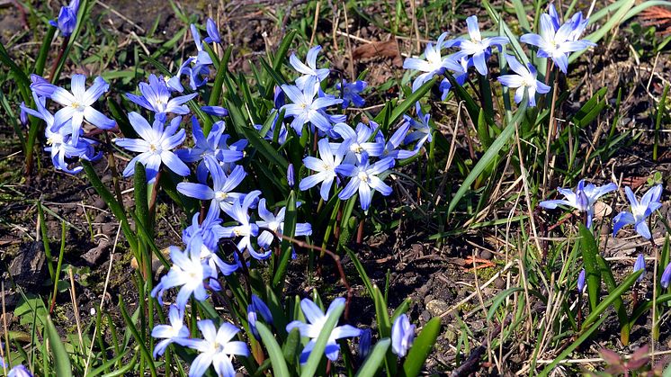 Frühlingsgruß aus Taucha - Foto: Andreas Liefeith