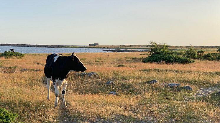 Allra helst vill studenterna ut till lantliga miljöer eller kust och skärgård på sin sommarledighet