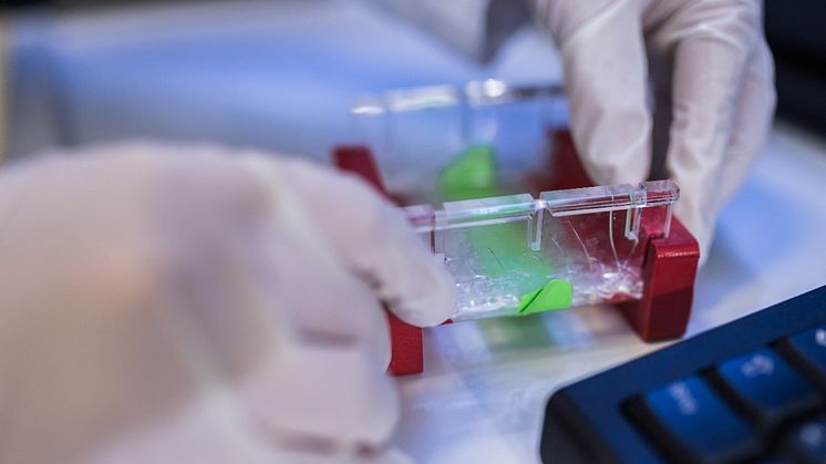 Forschungsprojekt an der TH Wildau im biotechnologischen Bereich (Bildnachweis Matthias Friel / Copyright TH Wildau)