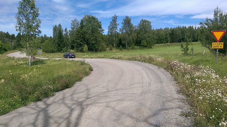 Blomrik vägkant. Foto: Anna D. Sundahl.