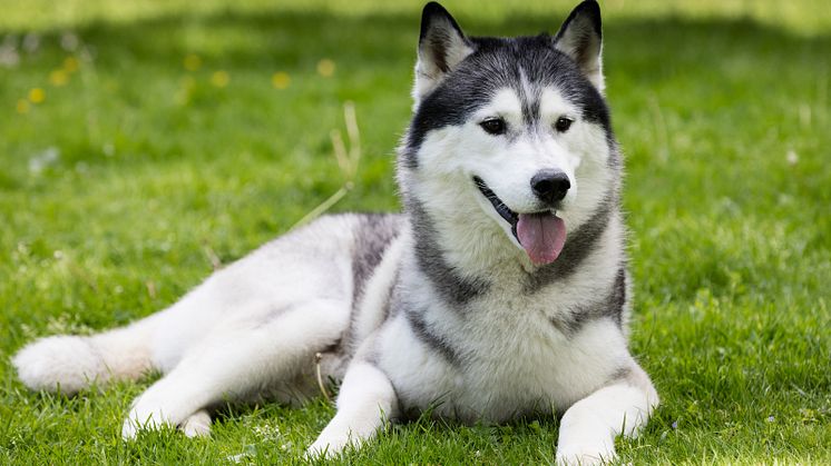 Siberian Husky