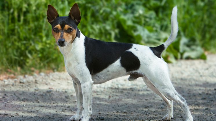 Tenterfiled terrier