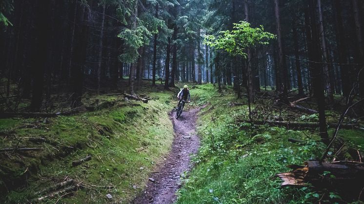 "Treibjagd im Dunkelwald" (Foto: Christoph Grunwald)