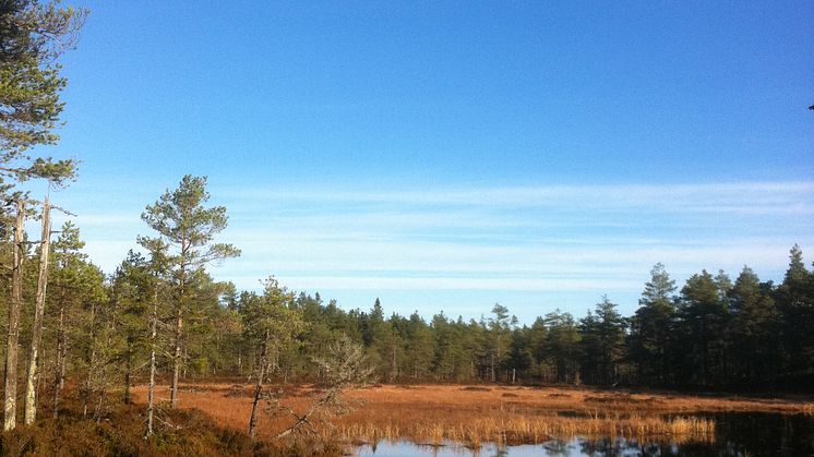 Två nya naturreservat i södra Vansbro 