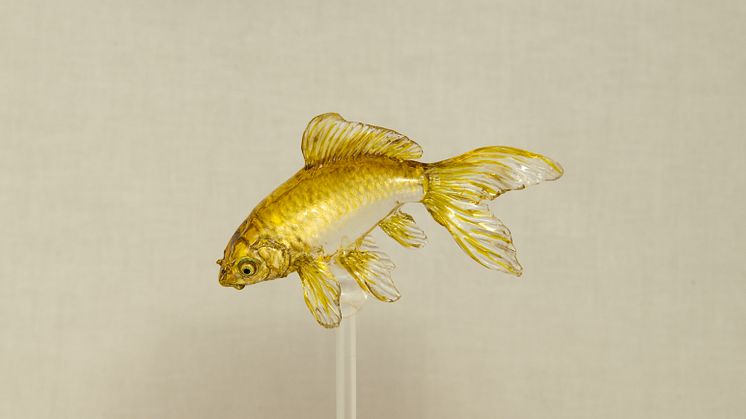 Ameshin_Gold Fish
