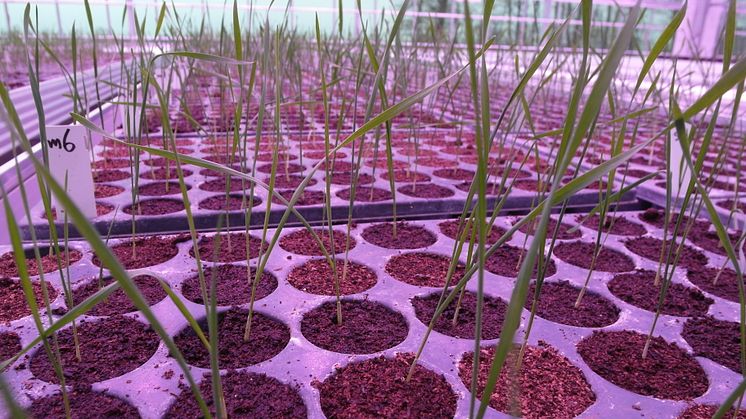 Pajbjergfonden og Nordic Seed: Planter i det nye drivhus