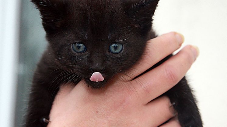 Om katten blir sjuk - vad ska du tänka på?