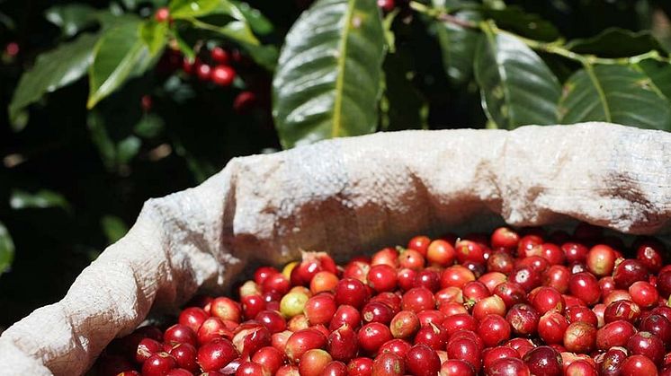 En rapport der sammenligner de 11 største kaffeproducenters indsats inden for bæredygtighed fremhæver Nestlés strategi og resultater inden for en række bæredygtighedsparametre 