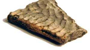 Svenskt sköldpaddsfossil förbluffar