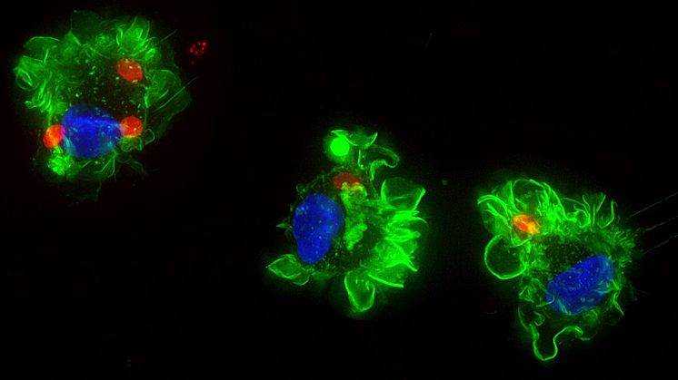 Bilden visar en immuncell som har infekterats av Toxoplasmaparasiter (rödfärgade). Cellens yta är färgad i grönt och cellens kärna i blått. Bild: Antonio Barragan