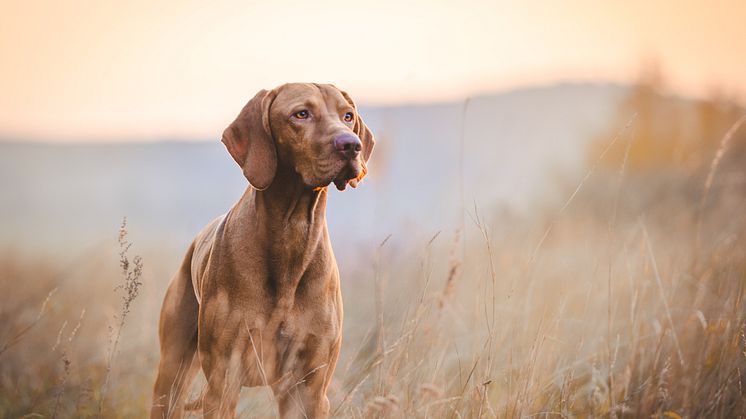 Hvilket hundefoder skal jeg vælge?