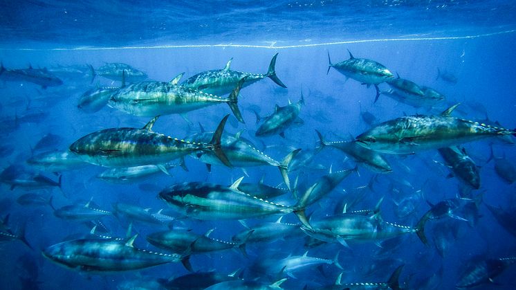 Tonfisk. Efterfrågan på hållbar tonfisk har ökat globalt.
