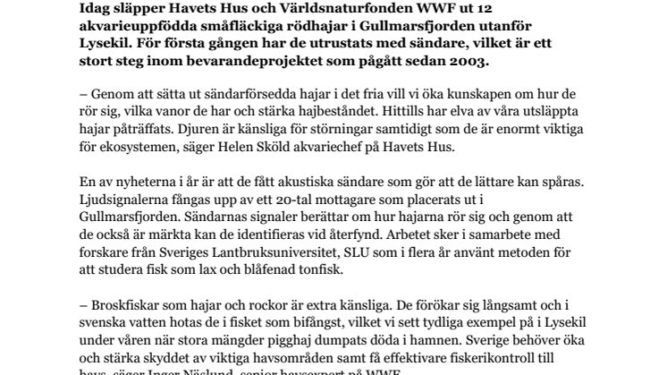 220628 -Havets hus och WWF slapper sändarförsedda hajar.pdf