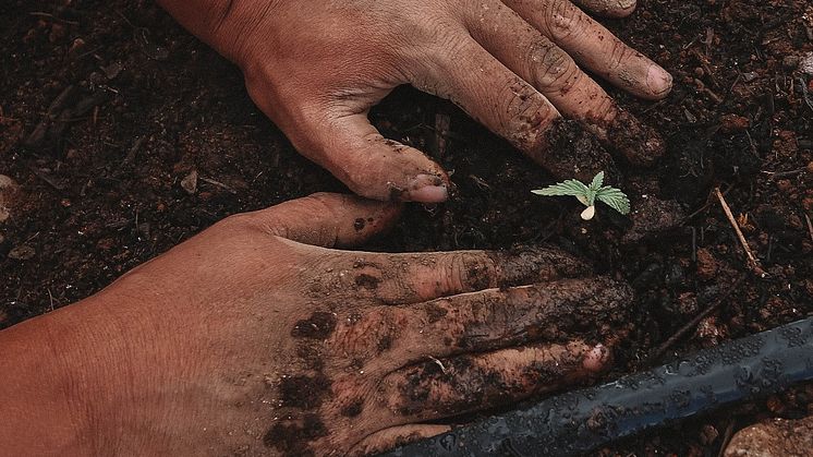 Händer planterar en planta. (Foto: GreenForce StaffingUnsplash)