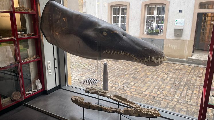 Lorrainosaurus_Display MNHNL