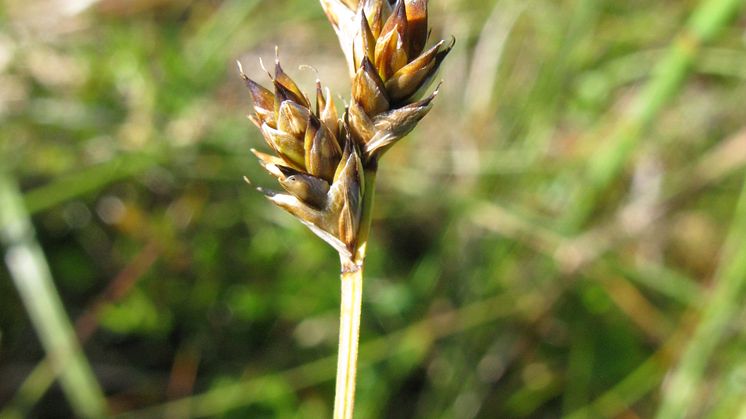 Carex heleonastes_5658_SS