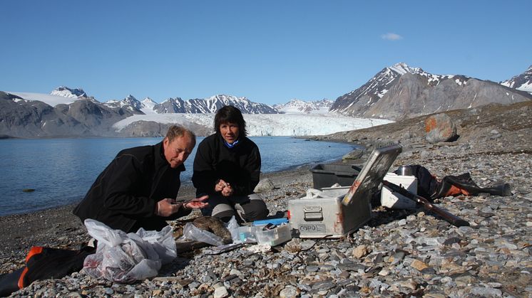 Sampling for environmental toxins at Svalbard (Photo: Guttorm Christensen/Akvaplan-niva)