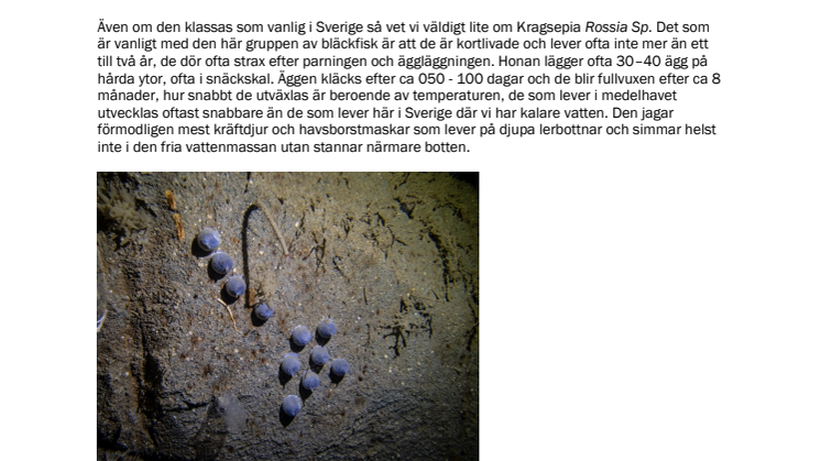 220506 Bläckfisken kragsepia har lagt ägg.pdf