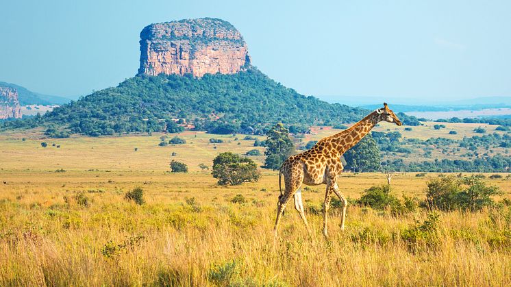 Eurowings Discover to commence flights to the  Kruger National Park - further expansion of flight  program to Africa