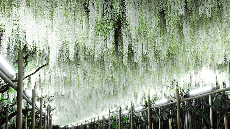 Ashikaga Flower Park(5)