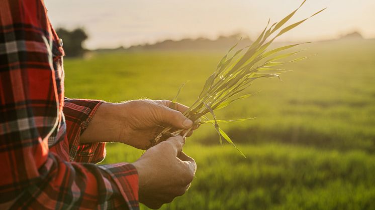 Egen foderproduktion är en viktig del i arbetet med att sänka klimatavtrycket på gård