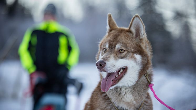 Årets bragdhund 2022 siberian husky-hanen Wild Tribe's Cáppis. Foto: Michael Engman.