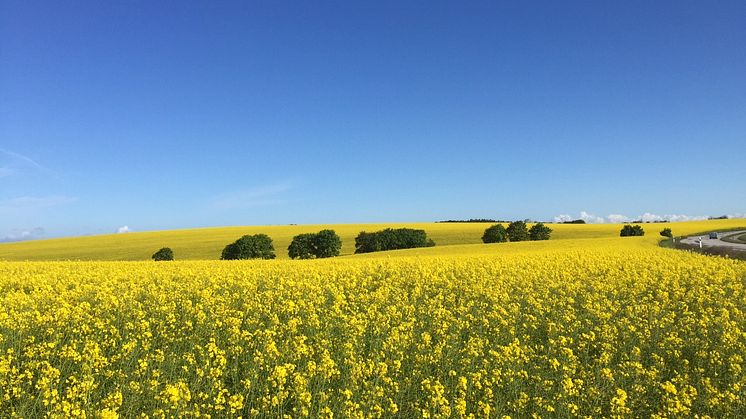 Just nu påminns man om Ukraina i alla typer av motiv (glumslöv maj 2015).