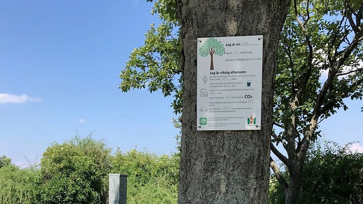 Vi uppmärksammar träden i staden och sprider kunskap om den stora nyttan de gör.
