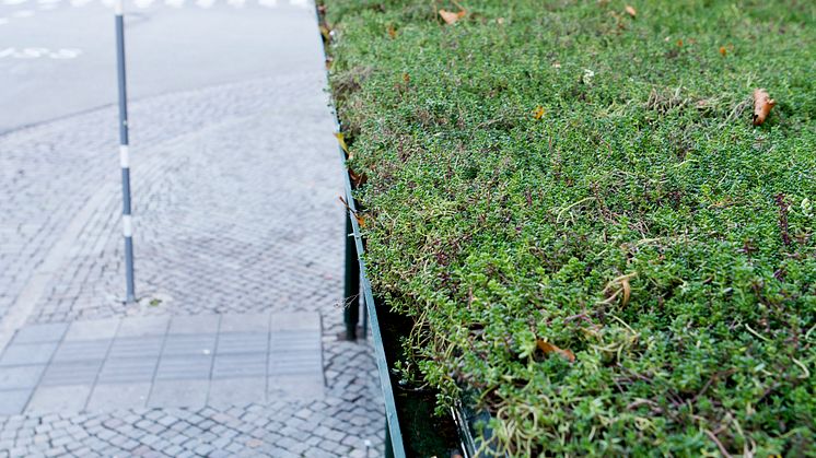 Sedumtak på väderskydd Malmö