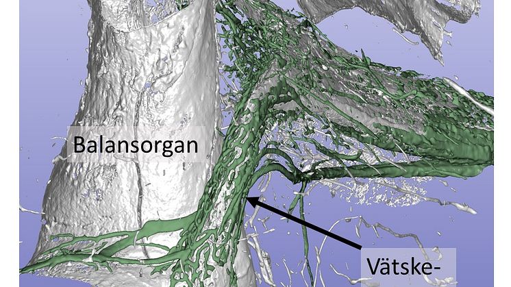 Synkrotronröntgen av innerörat