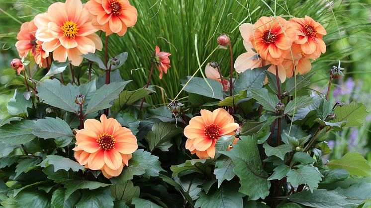 Dahlia Dreamy